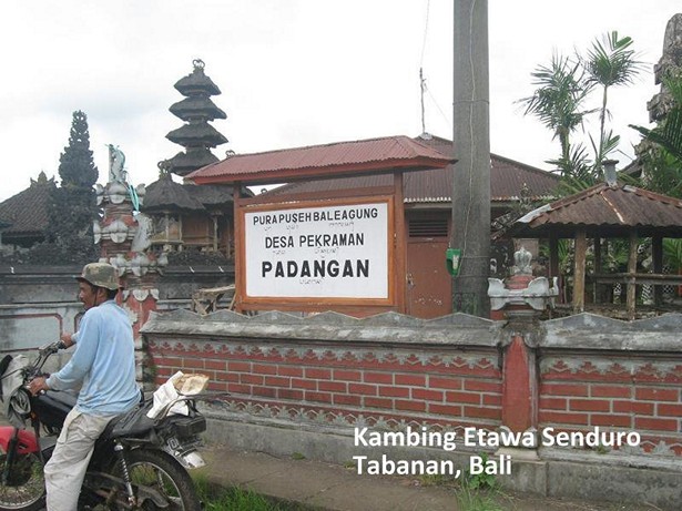 kambing-etawa-senduro-tabanan-bali