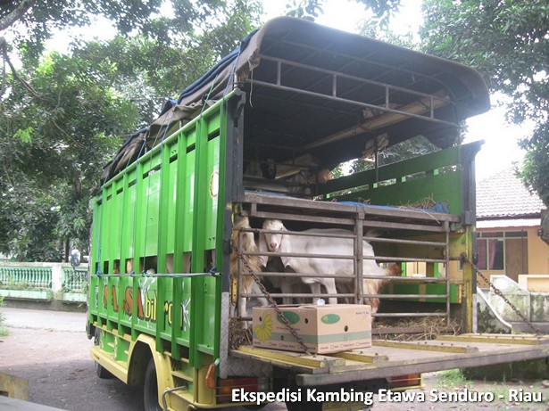 ekspedisi-kambing-etawa-senduro-riau