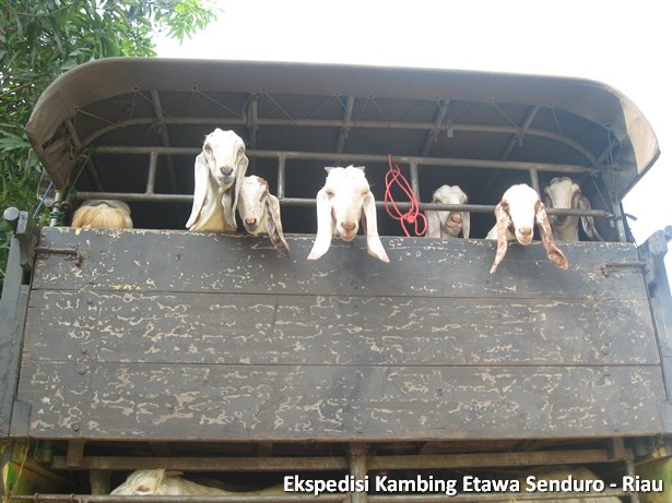 ekspedisi-kambing-etawa-senduro-riau