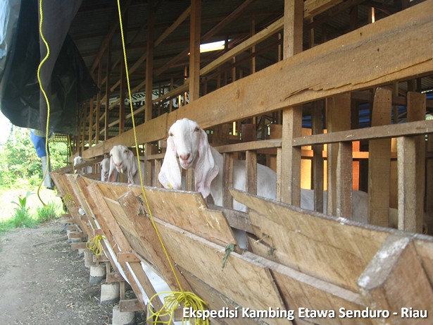 ekspedisi-kambing-etawa-senduro-riau