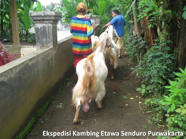 ekspedisi-kambing-etawa-senduro-ke-purwakarta