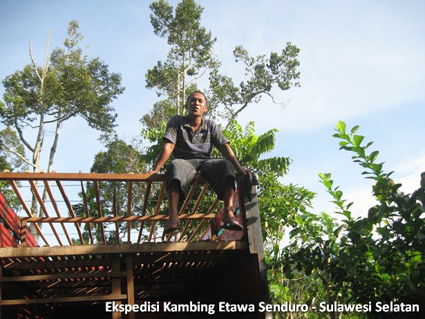 ekspedisi-kambing-etawa-sulawesi-selatan