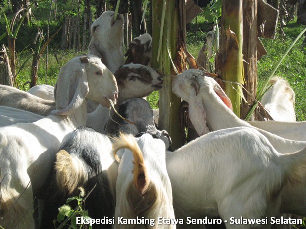 ekspedisi-kambing-etawa-sulawesi-selatan