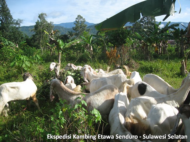 ekspedisi-kambing-etawa-sulawesi-selatan