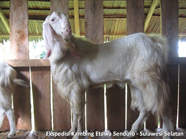 ekspedisi-kambing-etawa-sulawesi-selatan