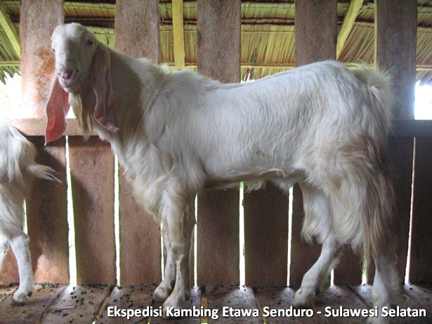 ekspedisi-kambing-etawa-sulawesi-selatan