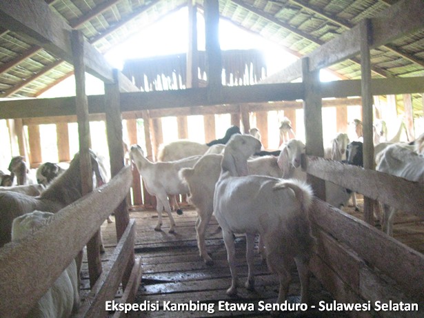 ekspedisi-kambing-etawa-sulawesi-selatan