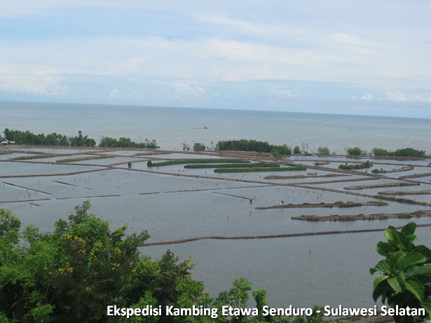 ekspedisi-kambing-etawa-sulawesi-selatan