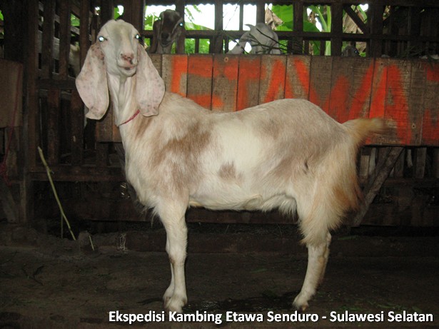 ekspedisi-kambing-etawa-sulawesi-selatan