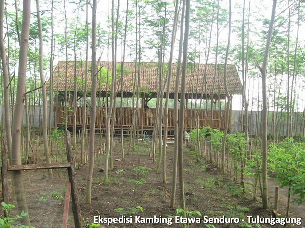 ekspedisi-kambing-etawa-tulungagung