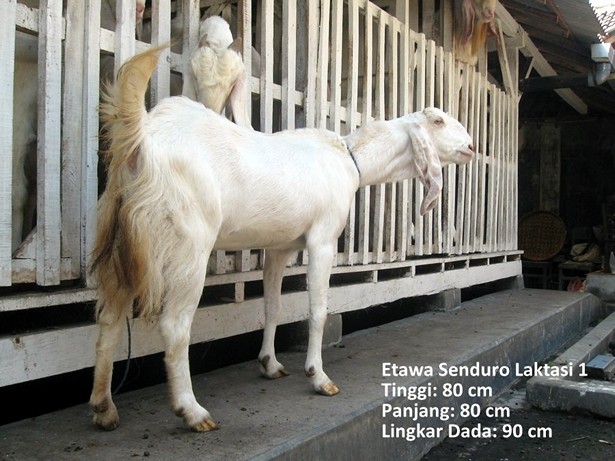 jual-kambing-etawa-2011