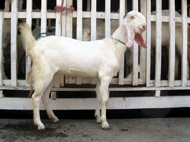 jual-kambing-etawa-2011