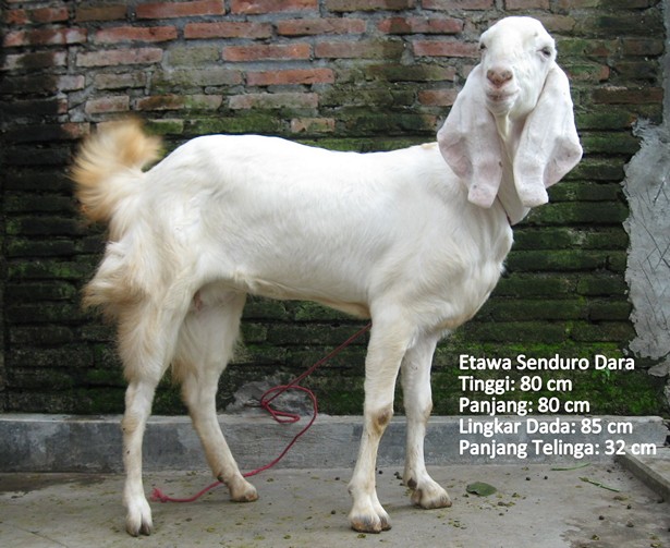 kambing-perah-etawa-senduro-dara