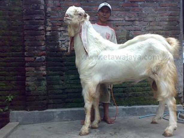 kambing etawa super senduro dewa jamnapari 40 cm