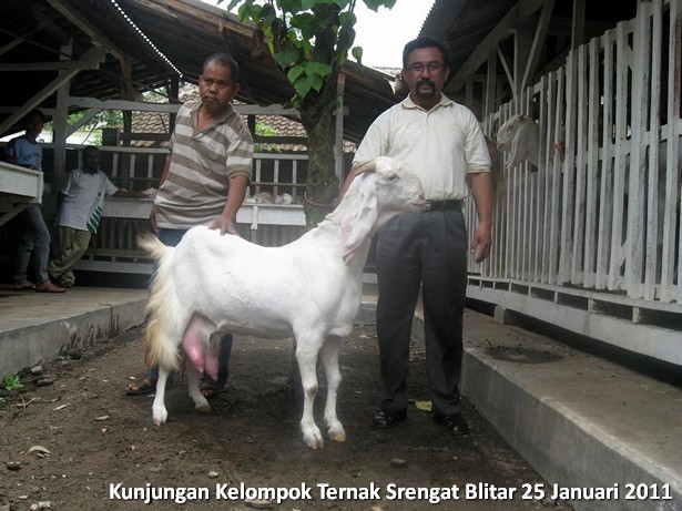 kelompok-ternak-kambing-etawa-srengat-blitar