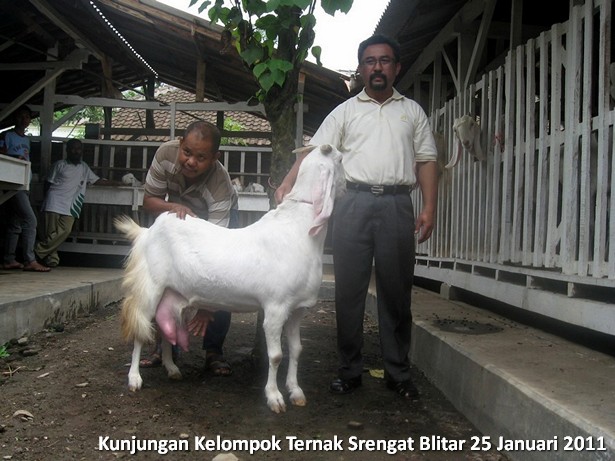 kelompok-ternak-kambing-etawa-srengat-blitar