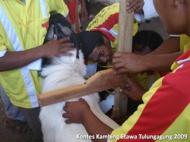 kontes-kambing-etawa-tulungagung-2009