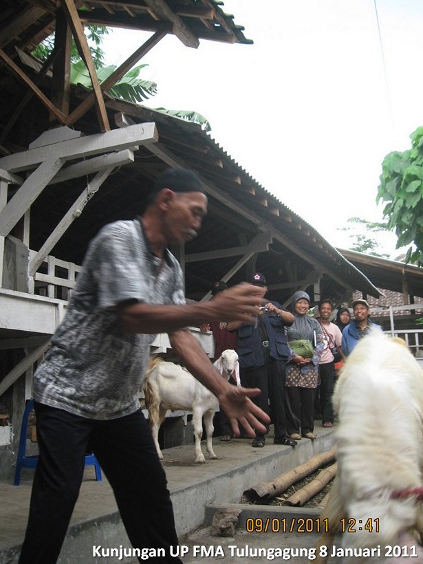 kunjungan-kelompok-ternak-kambing-etawa-tulungagung