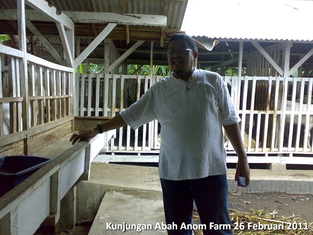 kunjungan-peternakan-etawa-abah-anom-farm