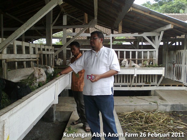 kunjungan-peternakan-etawa-abah-anom-farm