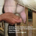  ambing-kambing-perah-ideal