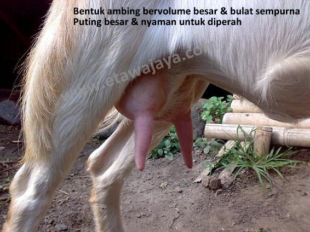  ambing-kambing-perah-ideal