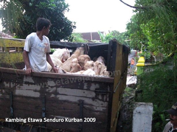 kambing-kurban-etawa-senduro