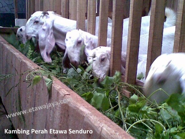 ternak-kambing-etawa-perah-senduro