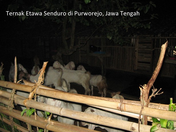 ternak kambing perah etawa senduro di purworejo jawa tengah