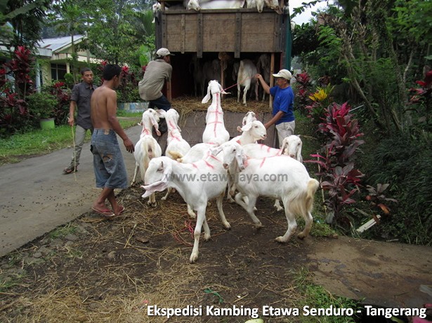 ekspedisi-kambing-etawa-tangerang