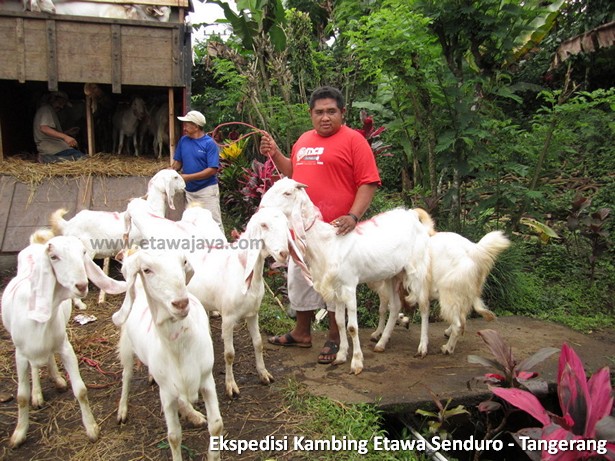 ekspedisi-kambing-etawa-tangerang