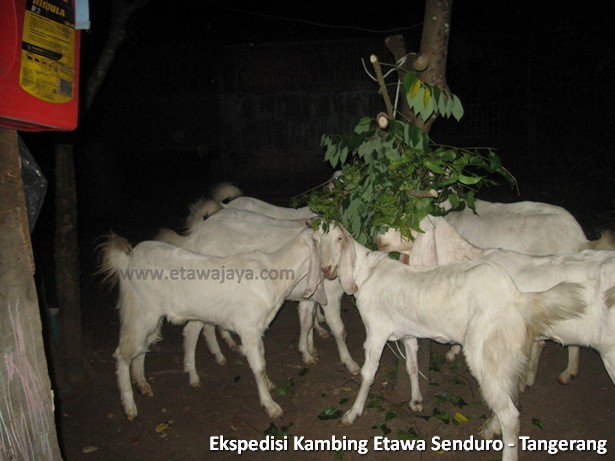 ekspedisi-kambing-etawa-tangerang