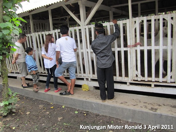 kunjungan-mister-ronald-peternakan-etawa-jaya