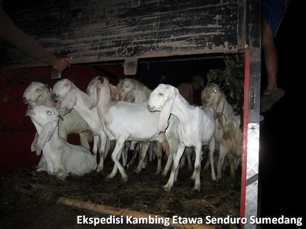 ekspedisi-kambing-etawa-senduro-sumedang