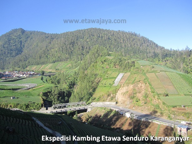 ekspedisi-kambing-etawa-senduro-karanganyar