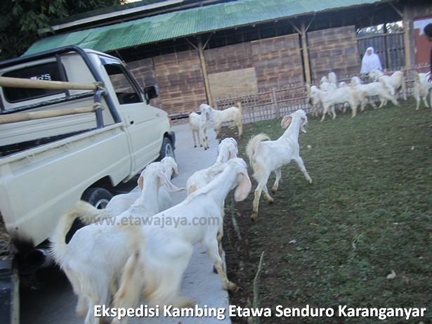 ekspedisi-kambing-etawa-senduro-karanganyar