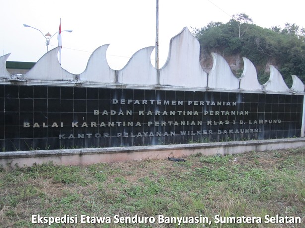 ekspedisi-kambing-etawa-senduro-sumatera-selatan