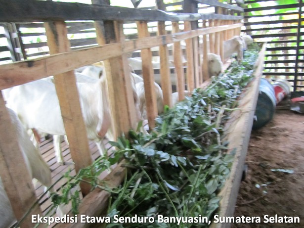 ekspedisi-kambing-etawa-senduro-sumatera-selatan