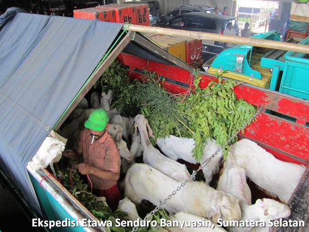 ekspedisi-kambing-etawa-senduro-sumatera-selatan