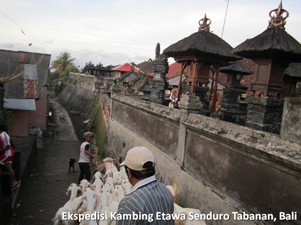 ekspedisi-kambing-etawa-senduro-bali