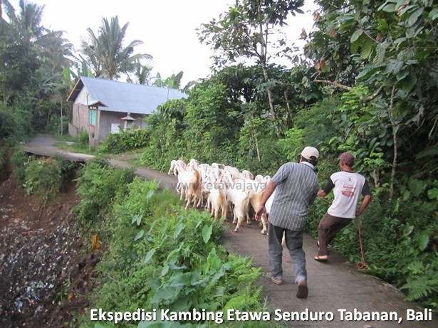 ekspedisi-kambing-etawa-senduro-bali