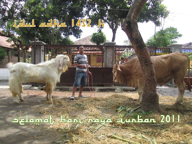 etawa-jaya-selamat-hari-raya-idul-qurban-2011