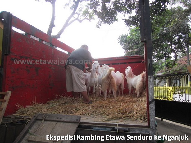 ekspedisi-kambing-etawa-senduro-nganjuk