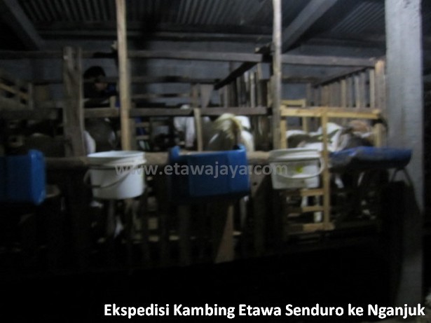 ekspedisi-kambing-etawa-senduro-nganjuk