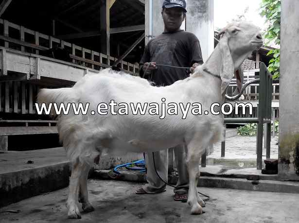 kambing-etawa-super-100kg-syahrini