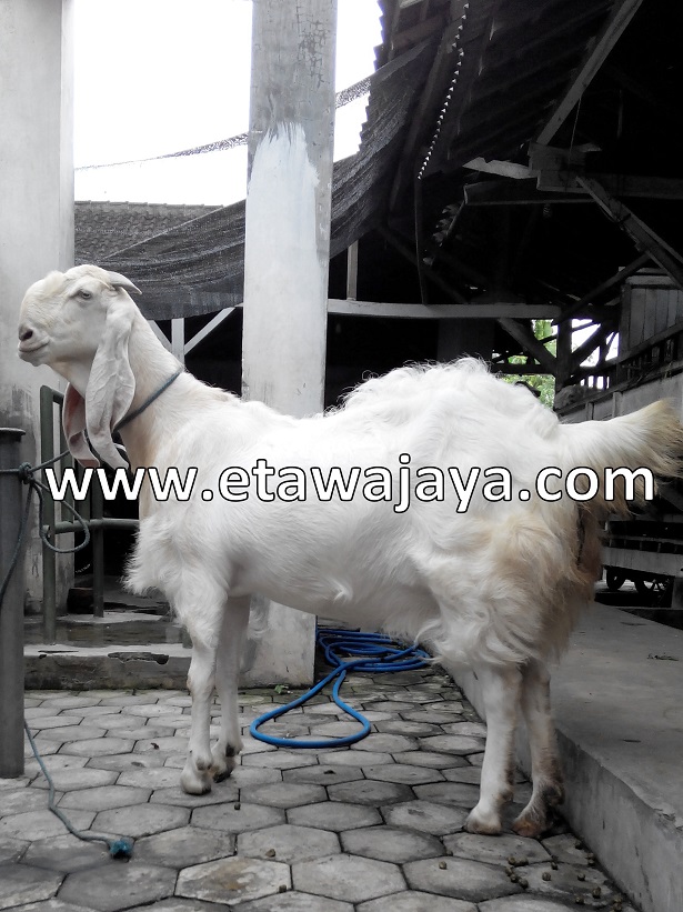 kambing-etawa-super-100kg-syahrini