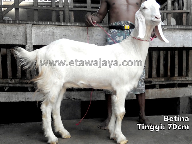 pengiriman-kambing-etawa-jawa-barat-bekasi