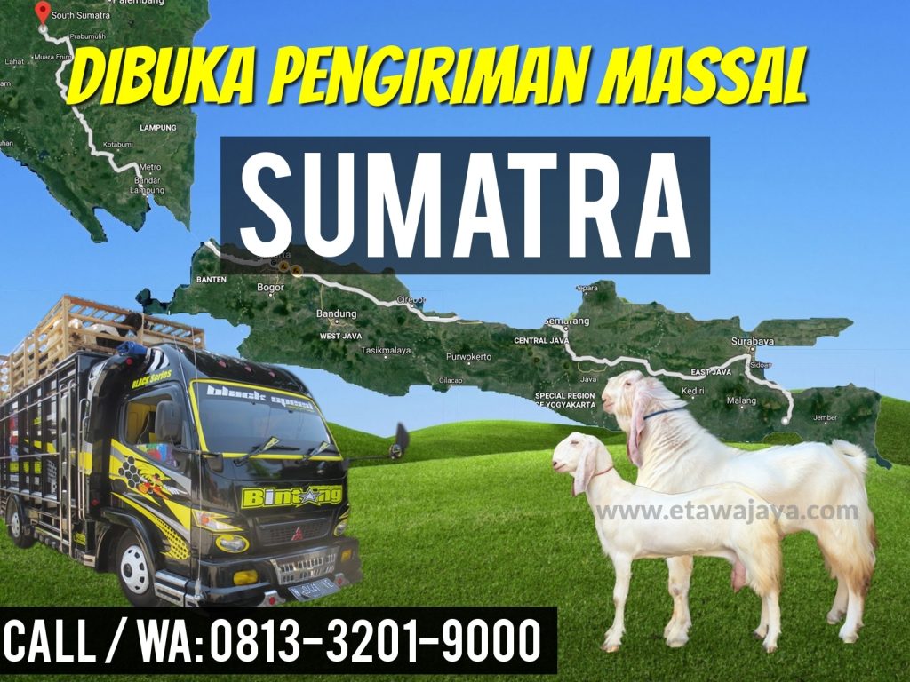 pengiriman kambing etawa sumatra